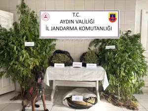 aydinda-kenevir-yetistiren-sahis-yakalandi-9zzcULtM.jpg