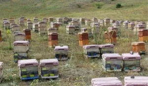 dogu-karadenizde-aricilik-krizi-6wLXx2vb.jpg