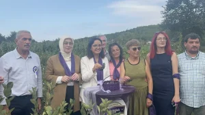 yalovada-aronya-hasadi-basladi-YSVqmTE8.jpg