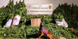 yuksekovada-uyusturucu-operasyonu-630-kok-kenevir-ele-gecirildi-YRFKCsb7.jpg